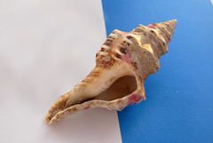Latirus polygonus