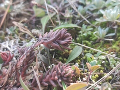 Petrosedum ochroleucum
