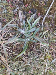 Plantago lagopus