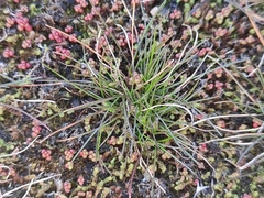 Poa bulbosa