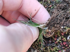 Poa bulbosa