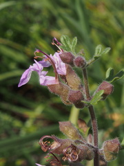 Teucrium botrys