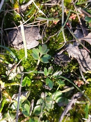 Ranunculus paludosus
