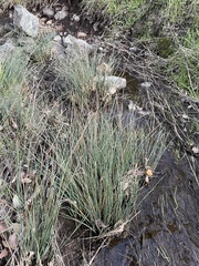 Juncus patens