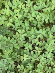 Medicago arabica