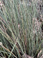 Juncus patens