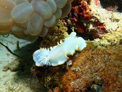Ardeadoris egretta