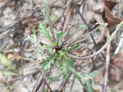 Scrophularia canina canina