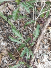 Scrophularia canina canina