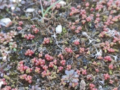 Sedum cespitosum