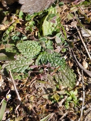 Sideritis romana
