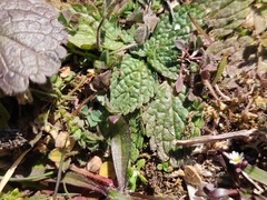 Sideritis romana