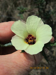 Hibiscus trionum