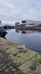 Larus argentatus