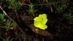 Hibbertia procumbens