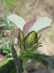 Hibiscus trionum