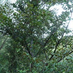 Nothofagus truncata
