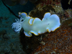 Ardeadoris egretta