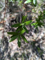 Leptospermum luehmannii