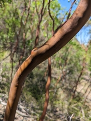 Leptospermum luehmannii
