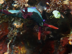 Nembrotha chamberlaini