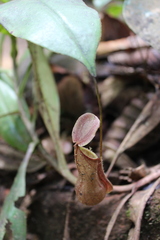 Nepenthes distillatoria