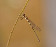 Austrolestes analis