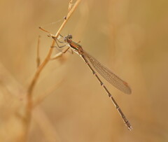 Austrolestes analis