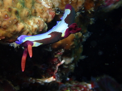 Nembrotha chamberlaini
