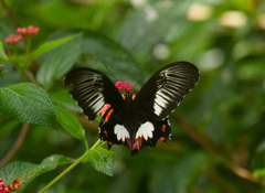 Papilio ambrax