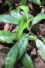 Nepenthes distillatoria