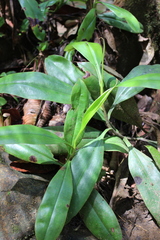 Nepenthes distillatoria