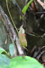 Nepenthes distillatoria