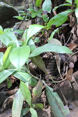 Nepenthes distillatoria