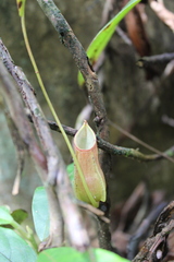 Nepenthes distillatoria