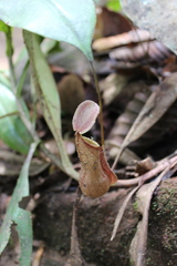 Nepenthes distillatoria