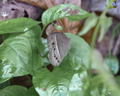 Mycalesis perseoides