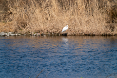 Ardea alba