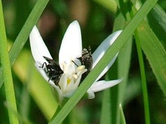 Platystoma