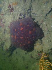 Culcita novaeguineae