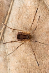 Lacinius ephippiatus