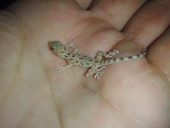 Cyrtopodion scabrum