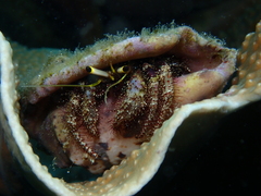 Dardanus lagopodes