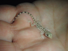Cyrtopodion scabrum