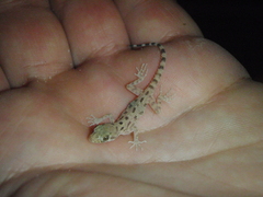 Cyrtopodion scabrum