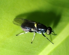 Nothomyia brevis