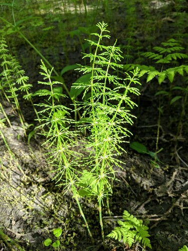 woodland horsetail (Equisetum sylvaticum)