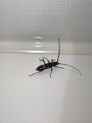 Phoracantha punctata