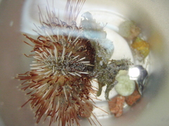 Echinoidea
