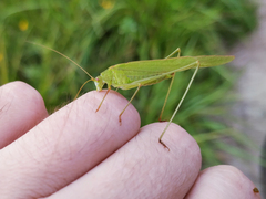 Phaneroptera falcata